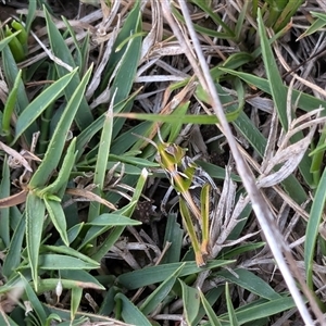 Austroicetes sp. (genus) at Wee Jasper, NSW - 24 Nov 2024