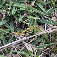 Austroicetes sp. (genus) at Wee Jasper, NSW - 24 Nov 2024