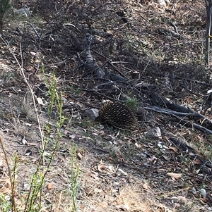 Tachyglossus aculeatus at Fadden, ACT - 25 Nov 2024 05:28 PM