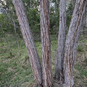 Eucalyptus macrorhyncha at Wee Jasper, NSW - 24 Nov 2024 06:46 PM