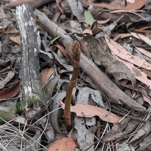 Dipodium sp. at Wee Jasper, NSW - suppressed