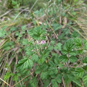 Rubus parvifolius at Wee Jasper, NSW - 24 Nov 2024 06:39 PM