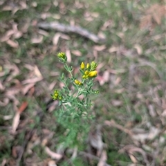 Hypericum perforatum (St John's Wort) at Wee Jasper, NSW - 24 Nov 2024 by Wildlifewarrior80