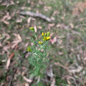 Hypericum perforatum at Wee Jasper, NSW - 24 Nov 2024 06:36 PM