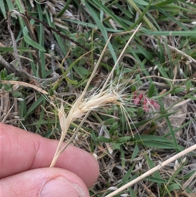 Rytidosperma (genus) (Wallaby Grass) at Wee Jasper, NSW - 24 Nov 2024 by Wildlifewarrior80