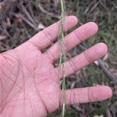 Anthosachne scabra (Common Wheat-grass) at Wee Jasper, NSW - 24 Nov 2024 by Wildlifewarrior80