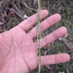 Anthosachne scabra at Wee Jasper, NSW - 24 Nov 2024