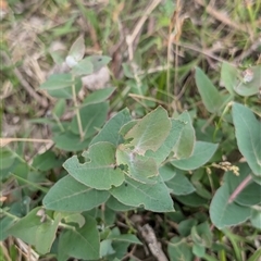 Eucalyptus bridgesiana (Apple Box) at Wee Jasper, NSW - 24 Nov 2024 by Wildlifewarrior80