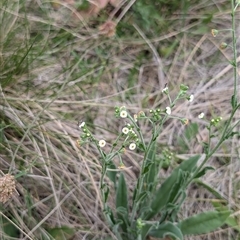 Hackelia suaveolens (Sweet Hounds Tongue) at Wee Jasper, NSW - 24 Nov 2024 by Wildlifewarrior80