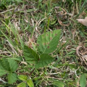 Rubus anglocandicans at Wee Jasper, NSW - 24 Nov 2024 06:19 PM