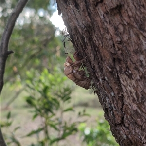 Cicadidae (family) at Wee Jasper, NSW - 24 Nov 2024 06:16 PM