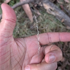 Poa sp. CNM1 (under review, formerly Poa meionectes) (Snow Grass) at Wee Jasper, NSW - 24 Nov 2024 by Wildlifewarrior80