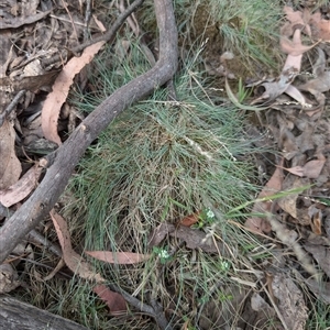 Poa sp. CNM1 (under review, formerly Poa meionectes) at Wee Jasper, NSW - 24 Nov 2024