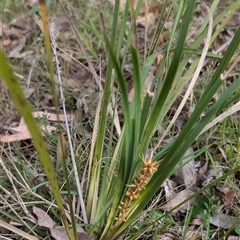 Lomandra longifolia subsp. exilis at Wee Jasper, NSW - 24 Nov 2024 by Wildlifewarrior80