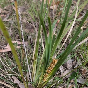 Lomandra longifolia at Wee Jasper, NSW - 24 Nov 2024