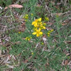 Hypericum perforatum (St John's Wort) at Wee Jasper, NSW - 24 Nov 2024 by Wildlifewarrior80