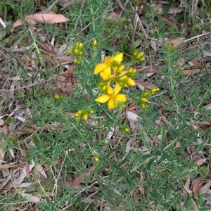 Hypericum perforatum at Wee Jasper, NSW - 24 Nov 2024