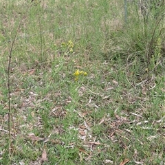 Hypericum perforatum at Wee Jasper, NSW - 24 Nov 2024 by Wildlifewarrior80