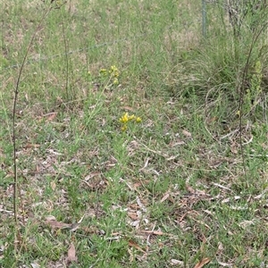 Hypericum perforatum at Wee Jasper, NSW - 24 Nov 2024