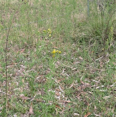 Hypericum perforatum (St John's Wort) at Wee Jasper, NSW - 24 Nov 2024 by Wildlifewarrior80
