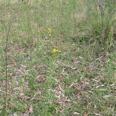 Hypericum perforatum (St John's Wort) at Wee Jasper, NSW - 24 Nov 2024 by Wildlifewarrior80