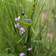 Glycine clandestina (Twining Glycine) at Wee Jasper, NSW - 24 Nov 2024 by Wildlifewarrior80