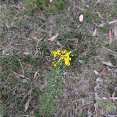 Hypericum perforatum at Wee Jasper, NSW - 24 Nov 2024 by Wildlifewarrior80