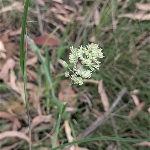 Holcus lanatus at Wee Jasper, NSW - 24 Nov 2024 06:02 PM