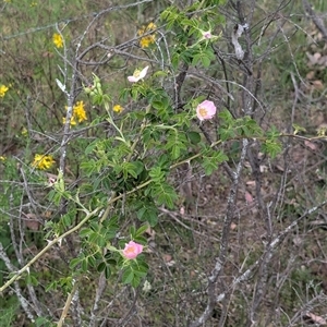 Rosa rubiginosa at Wee Jasper, NSW - 24 Nov 2024