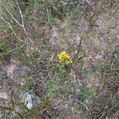 Hypericum perforatum at Wee Jasper, NSW - 24 Nov 2024 by Wildlifewarrior80