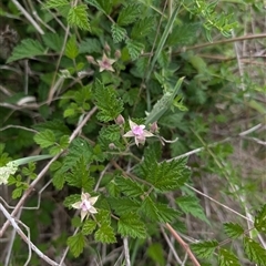 Rubus parvifolius (Native Raspberry) at Wee Jasper, NSW - 24 Nov 2024 by Wildlifewarrior80