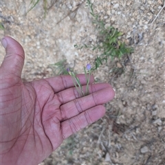 Epilobium sp. at Wee Jasper, NSW - 24 Nov 2024 by Wildlifewarrior80