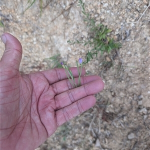 Epilobium billardiereanum subsp. cinereum at Wee Jasper, NSW - 24 Nov 2024 05:57 PM