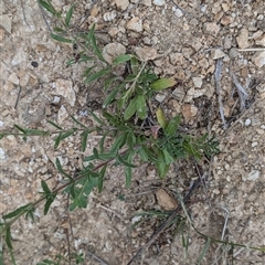 Epilobium billardiereanum subsp. cinereum at Wee Jasper, NSW - 24 Nov 2024