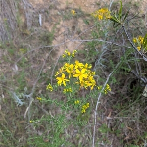 Hypericum perforatum at Wee Jasper, NSW - 24 Nov 2024 05:56 PM