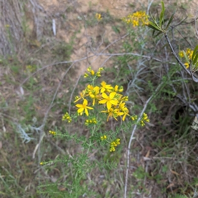 Hypericum perforatum at Wee Jasper, NSW - 24 Nov 2024 by Wildlifewarrior80