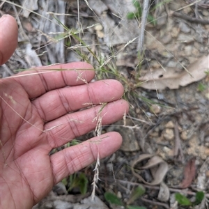 Lachnagrostis filiformis at Wee Jasper, NSW - 24 Nov 2024 05:53 PM