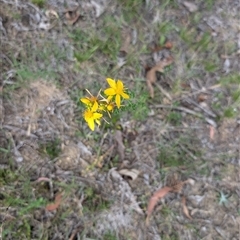 Hypericum perforatum (St John's Wort) at Wee Jasper, NSW - 24 Nov 2024 by Wildlifewarrior80