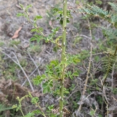 Rosa rubiginosa (Sweet Briar, Eglantine) at Wee Jasper, NSW - 24 Nov 2024 by Wildlifewarrior80