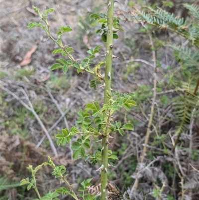 Rosa rubiginosa (Sweet Briar, Eglantine) at Wee Jasper, NSW - 24 Nov 2024 by Wildlifewarrior80