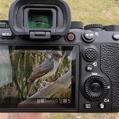 Ptilonorhynchus violaceus at Wee Jasper, NSW - 24 Nov 2024 by Wildlifewarrior80