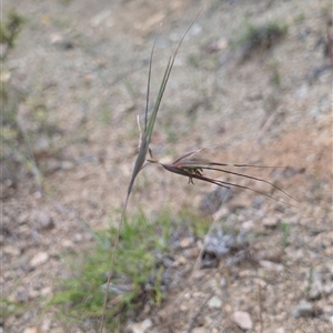 Themeda triandra at Wee Jasper, NSW - 24 Nov 2024 05:49 PM