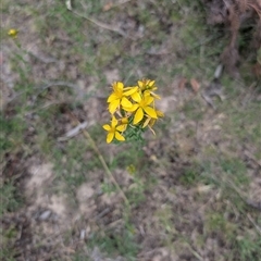 Hypericum perforatum at Wee Jasper, NSW - 24 Nov 2024 by Wildlifewarrior80