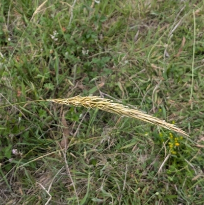 Anthoxanthum odoratum (Sweet Vernal Grass) at Wee Jasper, NSW - 24 Nov 2024 by Wildlifewarrior80