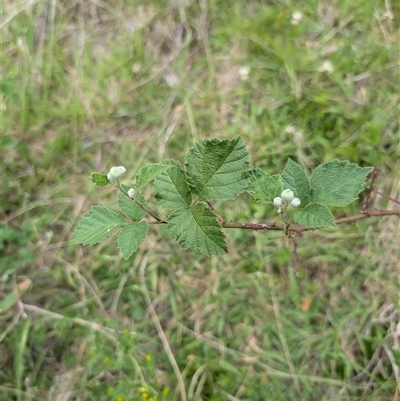 Rubus anglocandicans (Blackberry) at Wee Jasper, NSW - 24 Nov 2024 by Wildlifewarrior80