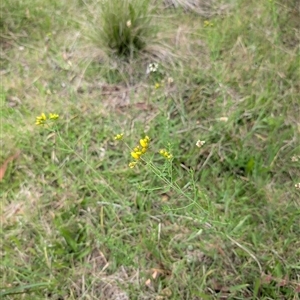 Hypericum perforatum at Wee Jasper, NSW - 24 Nov 2024