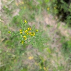 Hypericum perforatum at Wee Jasper, NSW - 24 Nov 2024 by Wildlifewarrior80