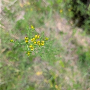 Hypericum perforatum at Wee Jasper, NSW - 24 Nov 2024 05:45 PM