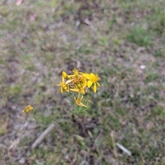 Hypericum perforatum (St John's Wort) at Wee Jasper, NSW - 24 Nov 2024 by Wildlifewarrior80