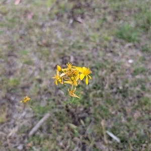 Hypericum perforatum at Wee Jasper, NSW - 24 Nov 2024 05:41 PM